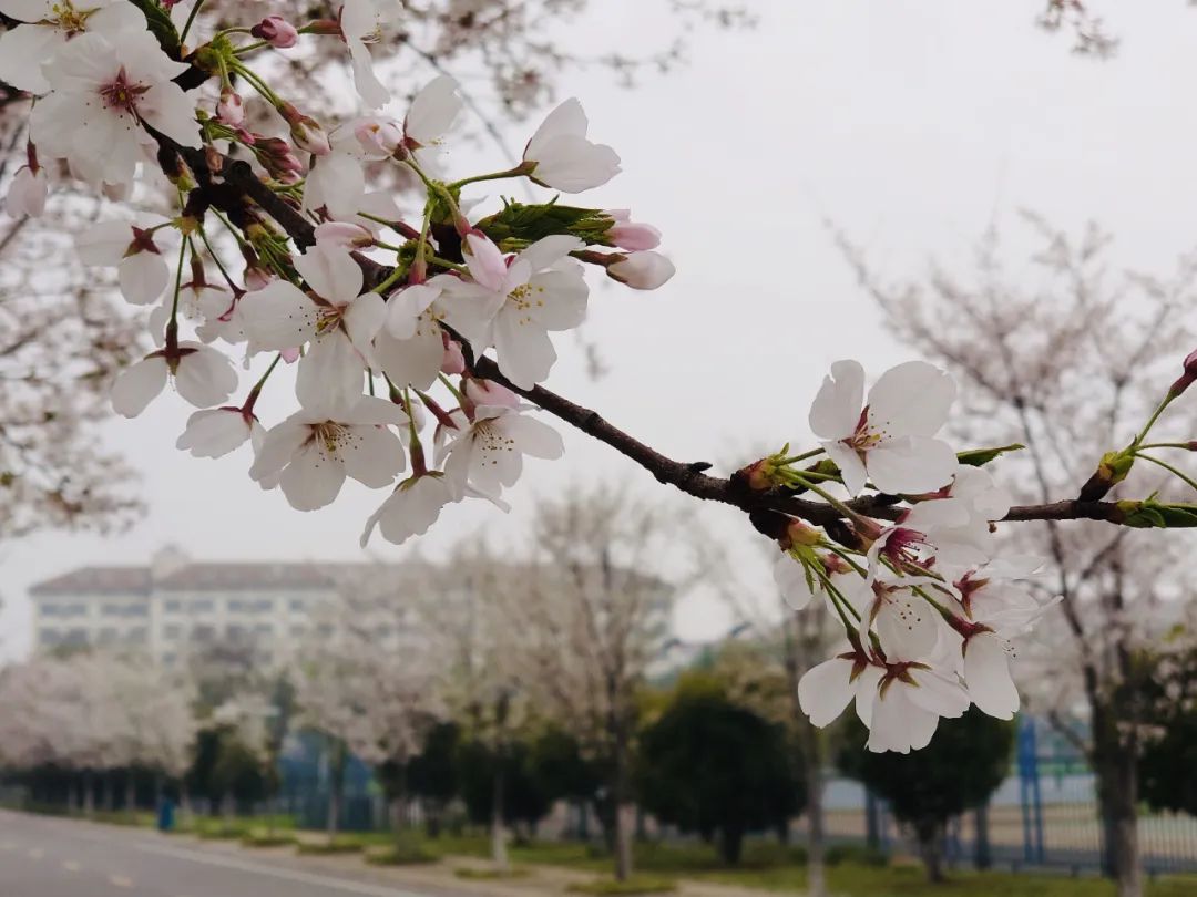 云赏狮山春邂逅樱花雨翘首盼君归
