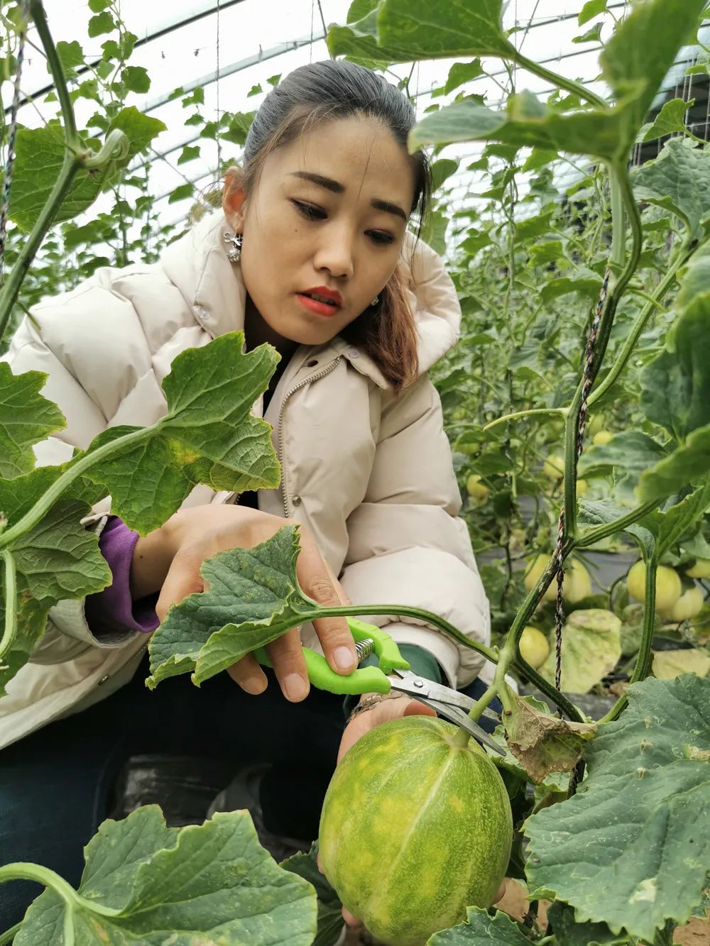 赤峰本地大棚头茬香瓜熟啦个个爽口爆甜当日新鲜采摘市区内免费配送