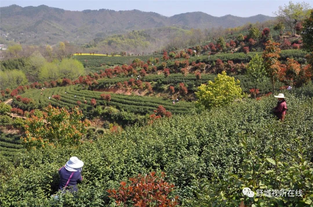 舒城千亩茶园开摘现场热闹非凡