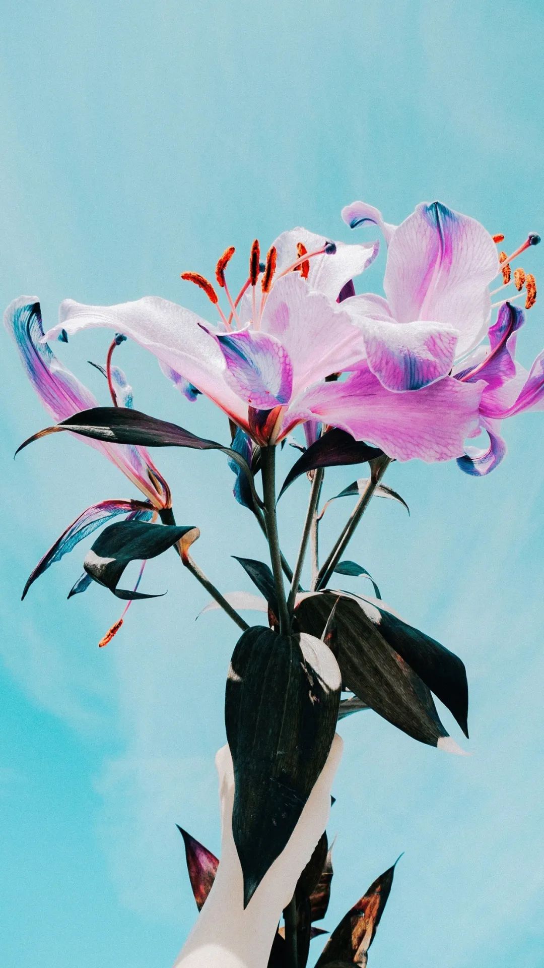 手机壁纸高清高清唯美4k壁纸大图