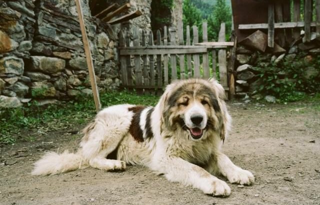 原创混血的中国山犬可击退凶残的狼群也可猎杀彪悍的野猪