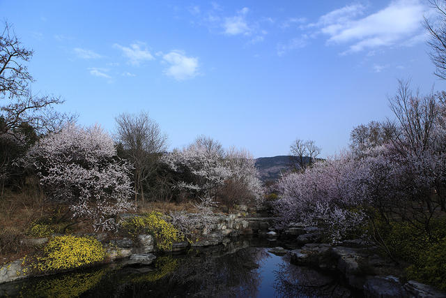 桃花溪森林公园图片