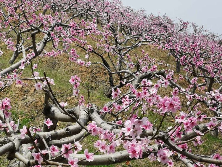 专栏任平生作品赏析昆阳辛店大王庄桃花园仄起平收新华韵