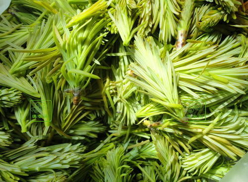 在这个吃野菜的好时机有三个问题是很多人不注意的最好不要吃