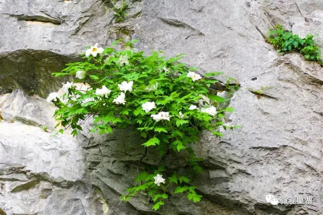 巢湖银屏牡丹花图片