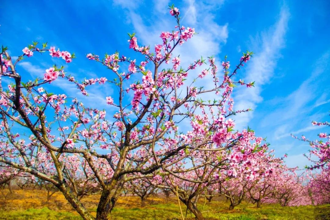 王崗桃花原鄉厵的桃花也迎來花苞期廟崗鄉浮槎山桃花迎風陸續盛開啦瞧