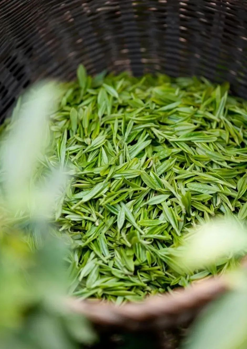 人间四月天都藏在一杯春茶里