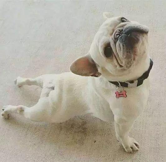 上犬式最强解析看完这篇就够了