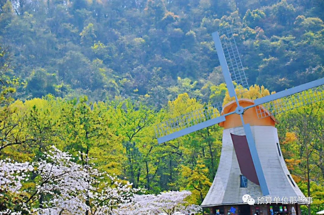 大风车前面大草坪周边的樱花,相对少点,开出来的量不算多,好些都还是