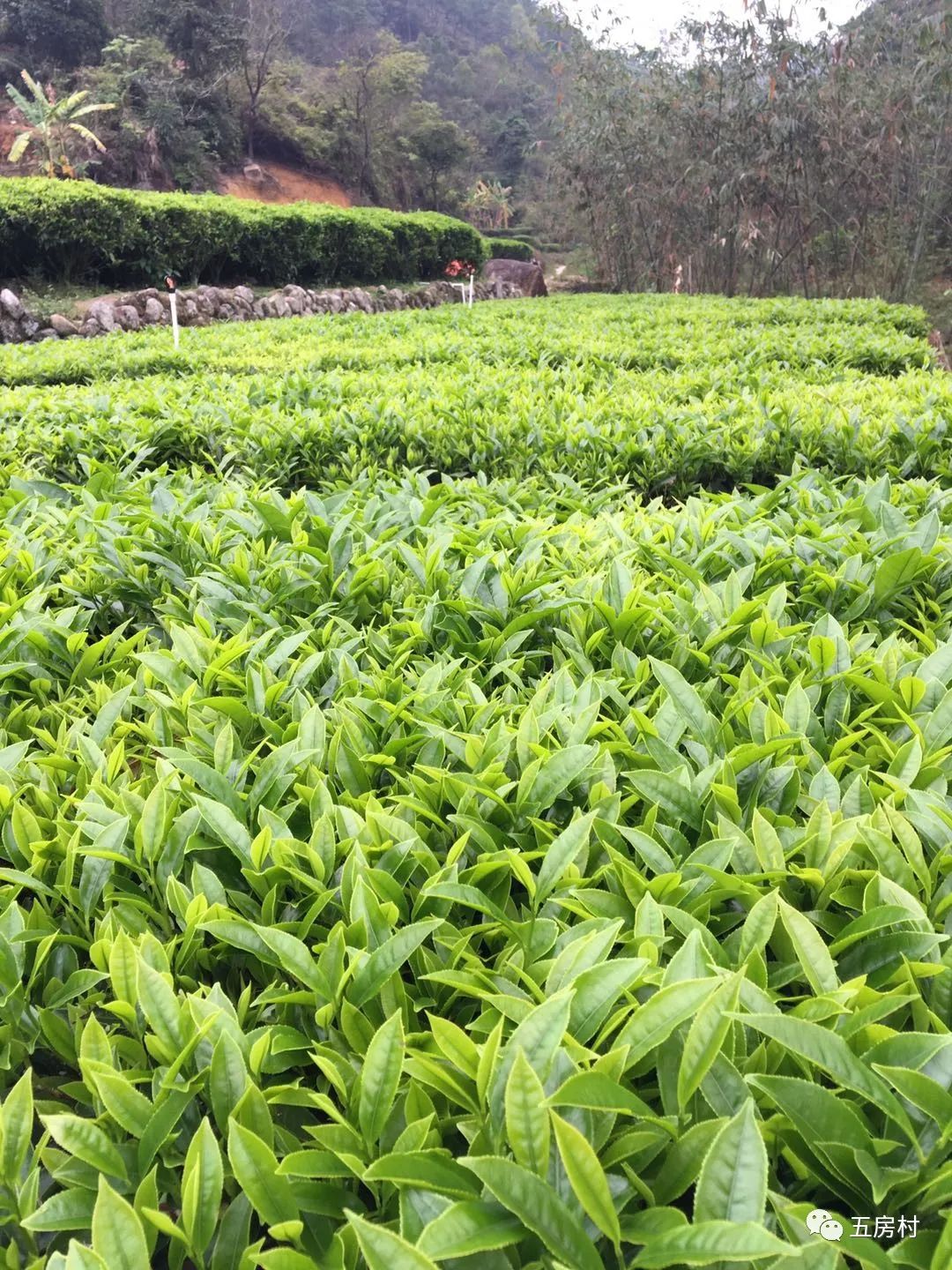 偶尔丝丝缕缕的茶花香伴着微风阵阵袭来甜甜的糯糯的醉人心脾