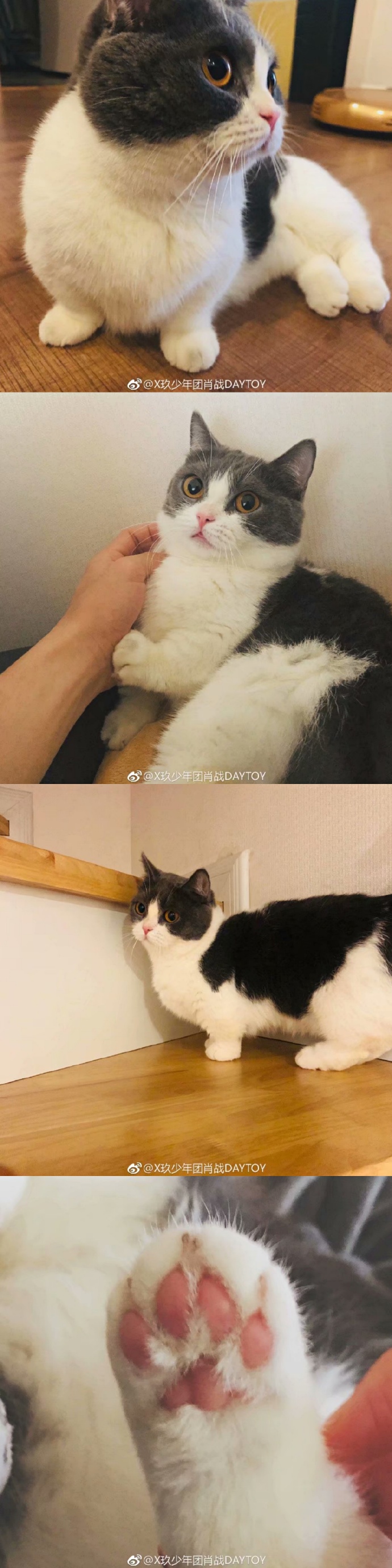 肖战猫坚果品种图片