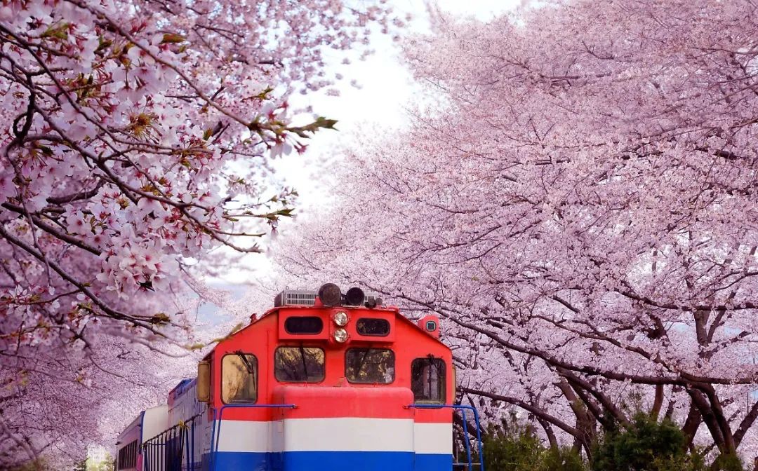 rr特辑私享樱花之旅