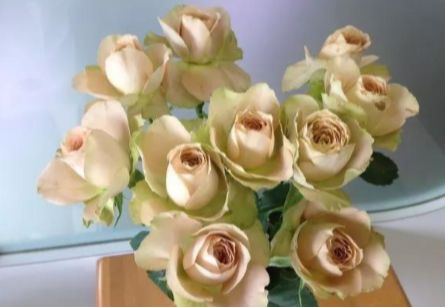 林家讲堂月季品种及品种创新第二期下