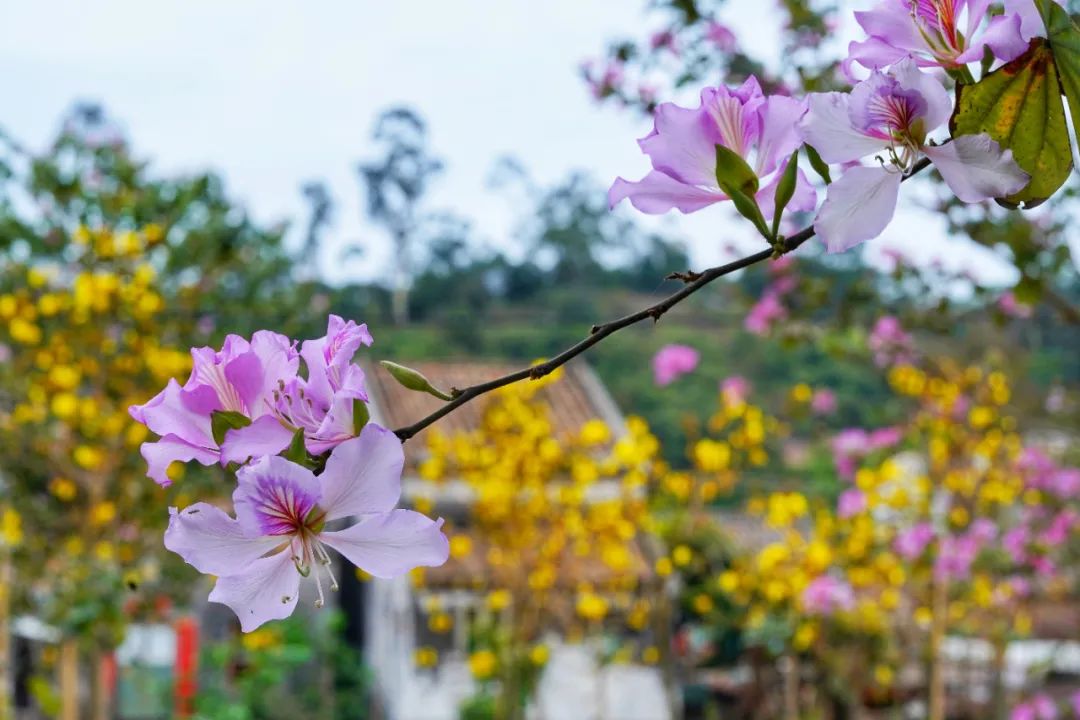 答應我～這次要來斗門蓮洲看花!