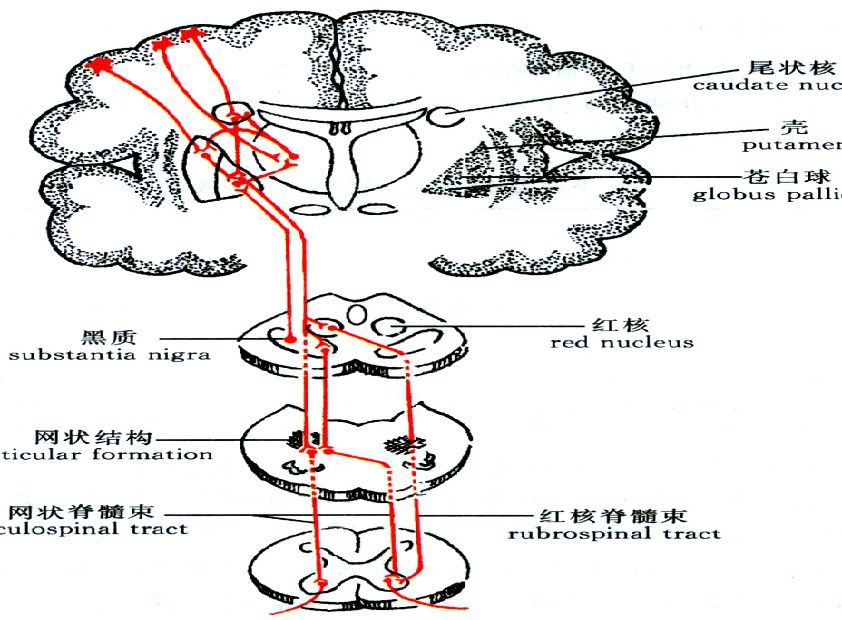 脊髓前索图片
