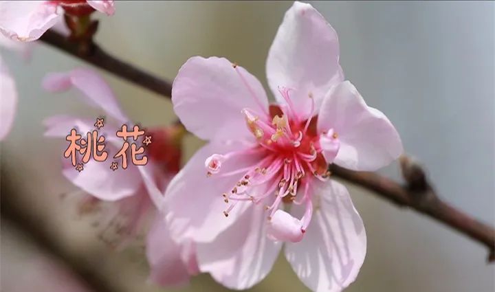 花仙子桃之夭夭灼灼其華桃花