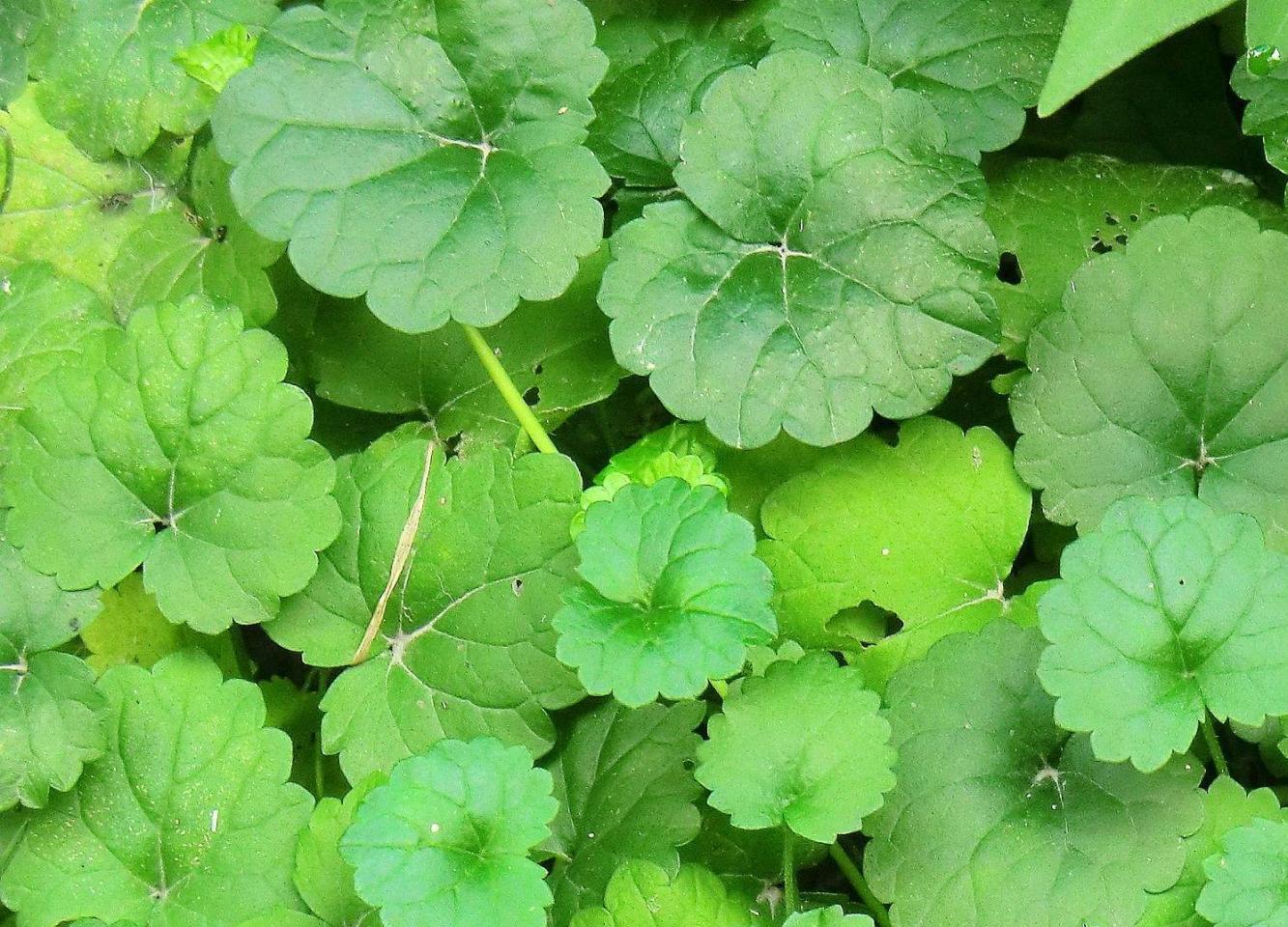 消肿活血草药(金钱草活血还是止血) - 医药经