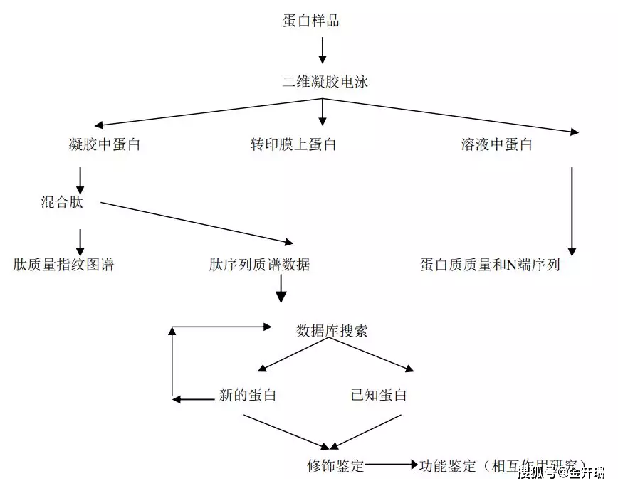 例如:蛋白-蛋白互作,蛋白質的細胞定位,蛋白質的翻譯後修飾(磷酸化