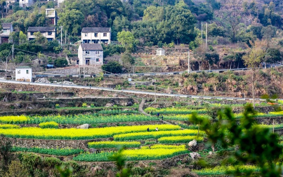 我县水头镇南湖,海西镇西湾,昆阳镇石塘乡间春意盎然,村庄,梯田,油菜