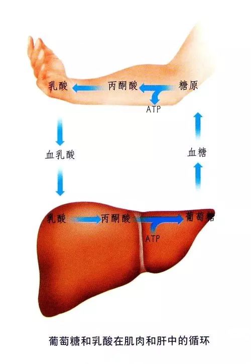 肌肉中的乳酸图片