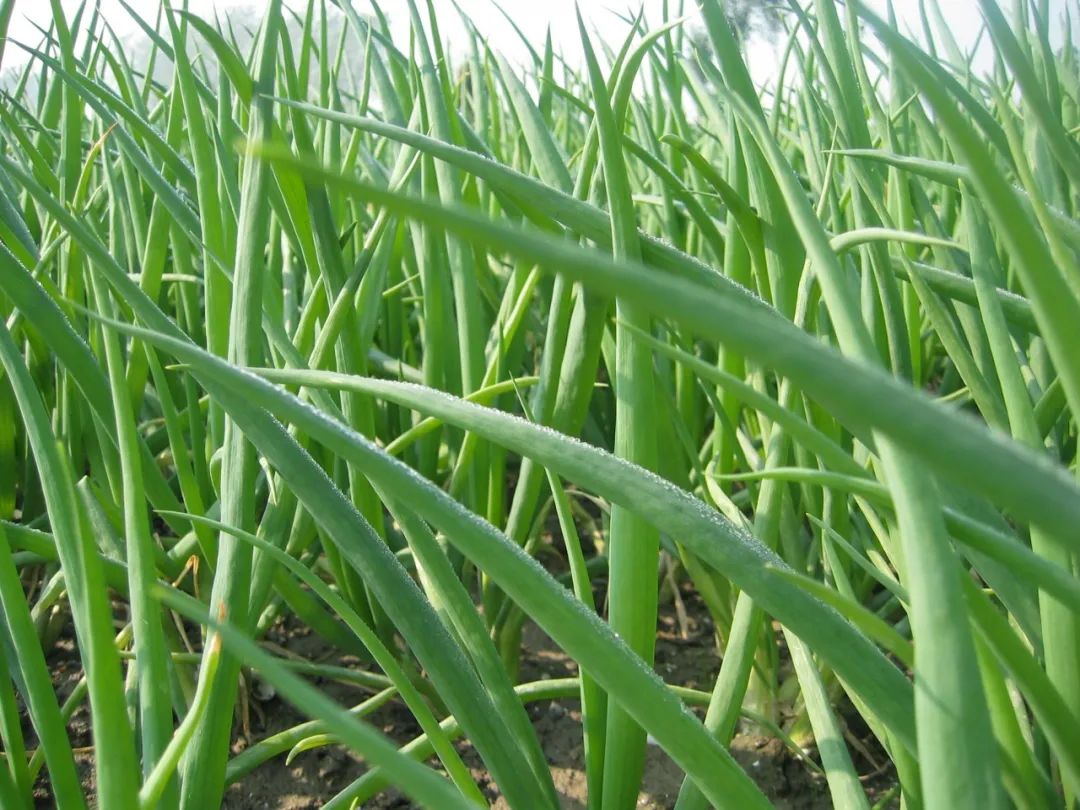 兴化香葱又一次加冕国字号将为这个农业大市带来什么