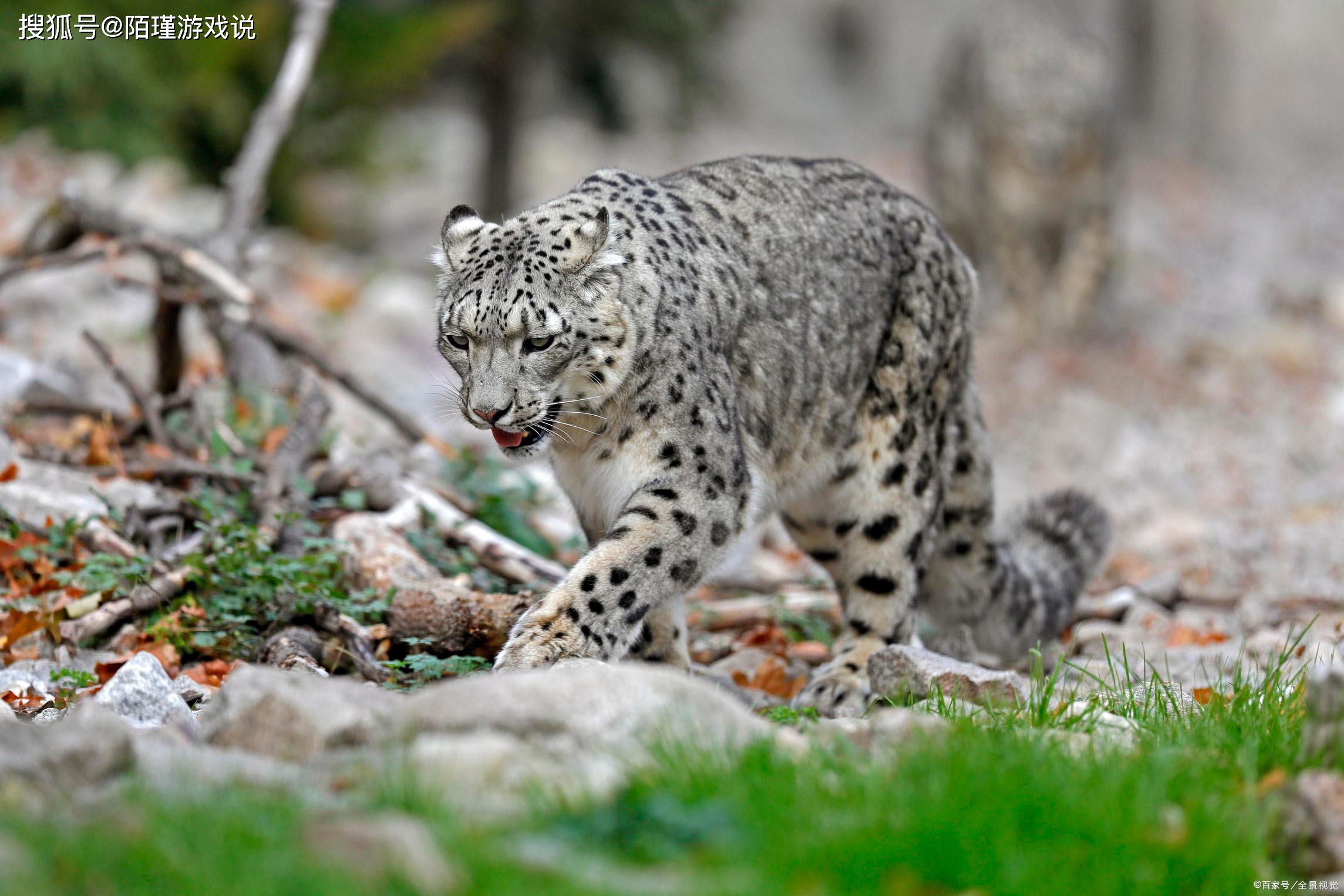 在这里栖息的雪豹们,可能会遭受各种各样的危险,像猎人的捕杀以及天敌