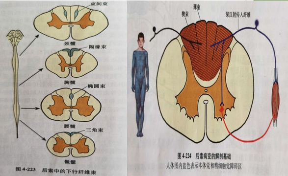 大讲堂】疫情之下康复学习系列课程4—"脊髓的内部结构与功能"_皮质