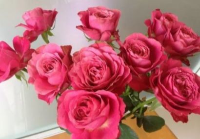 林家讲堂月季品种及品种创新第二期下