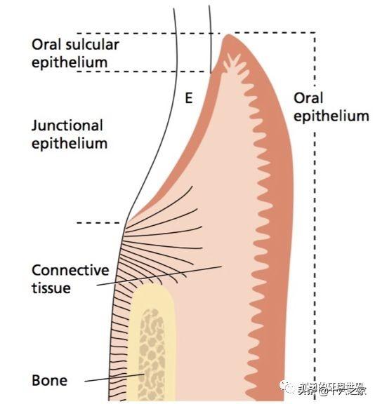 附着龈示意图图片