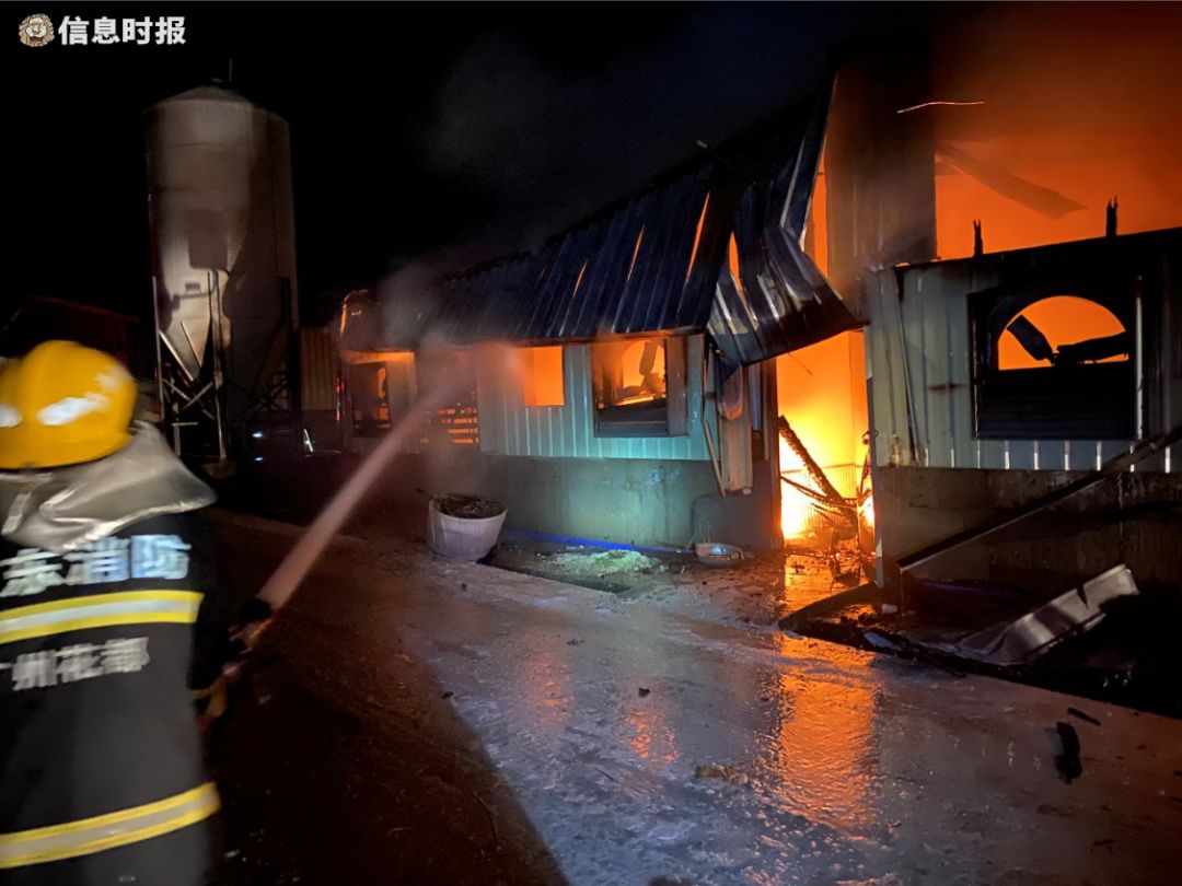 无一幸免4000头二师兄仔葬身火海起火原因又是它67