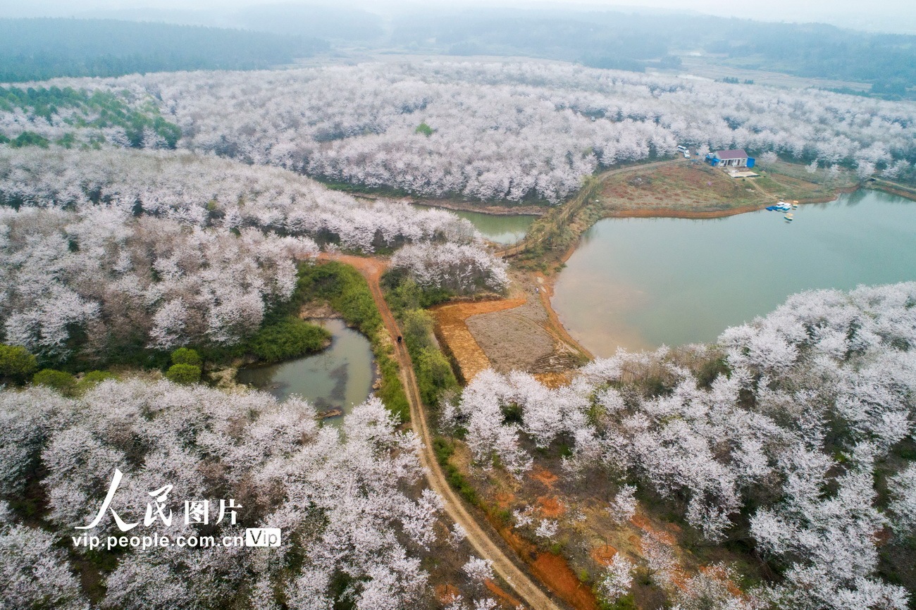 2020年3月22日,在安徽省宣城市郎溪縣十字鎮新和村,漫山遍野的櫻花