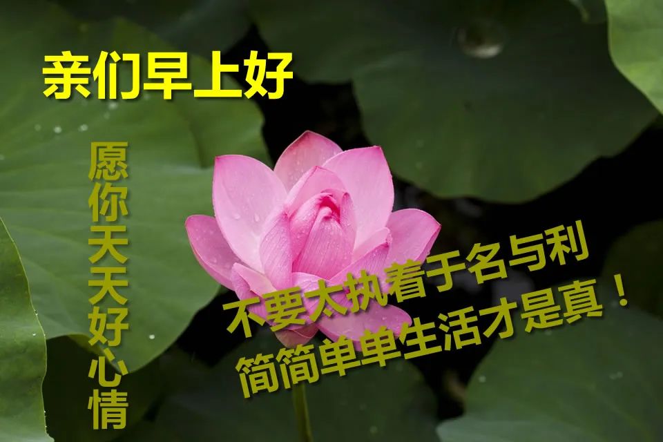 朋友圈早上好表情大全早上好动态图片2020