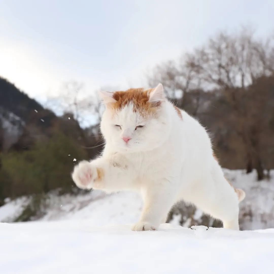 18岁日本网红猫叔去世惹无数网友泪奔谢谢你曾治愈了我