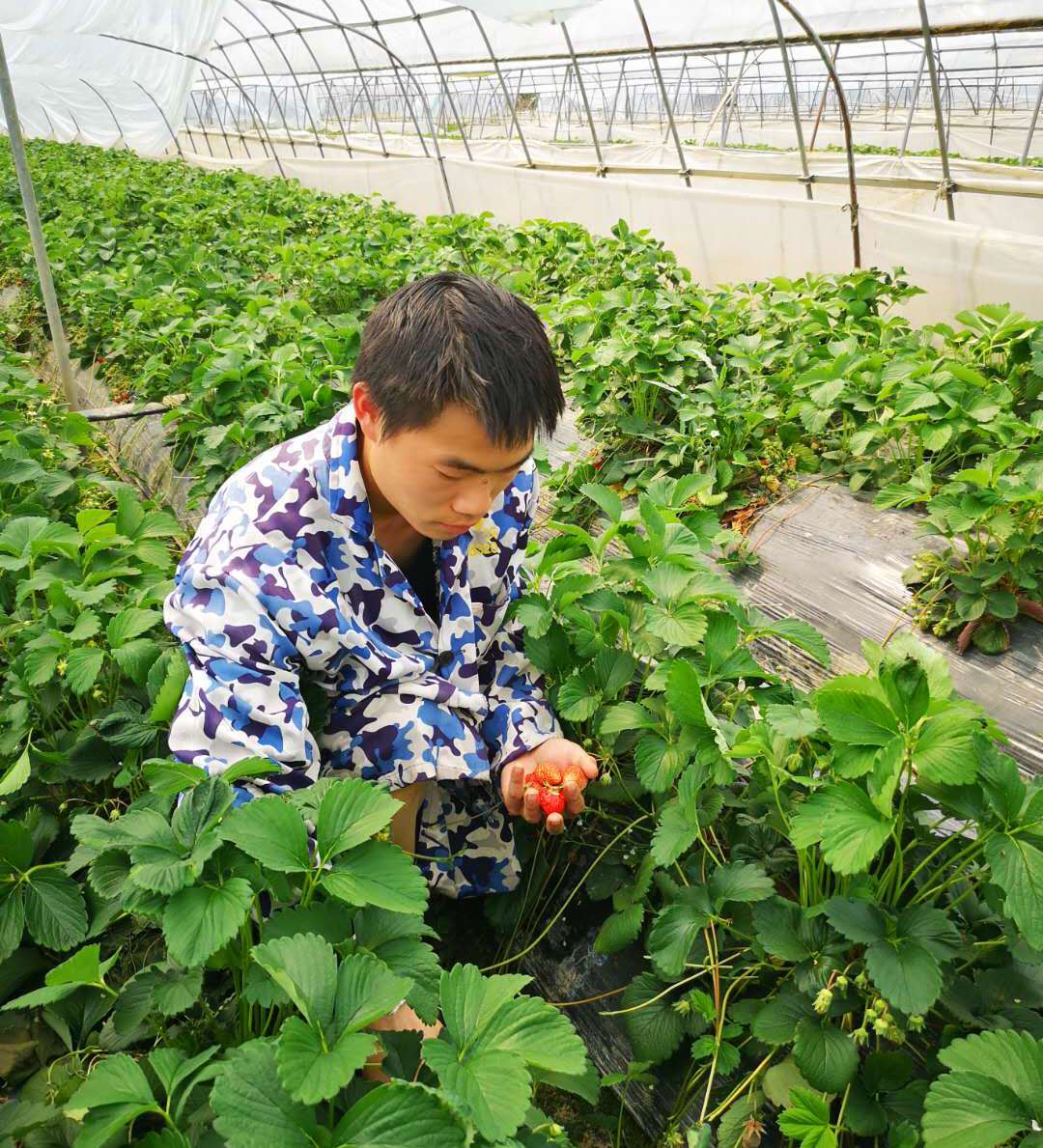 武汉市委党校下沉党员帮助武湖农场90后农民销售滞销草莓