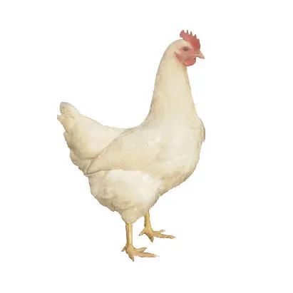 我以前是个瘦鸡.相信你也知道,在男生的世界里,好身材 肌肉才是王道.