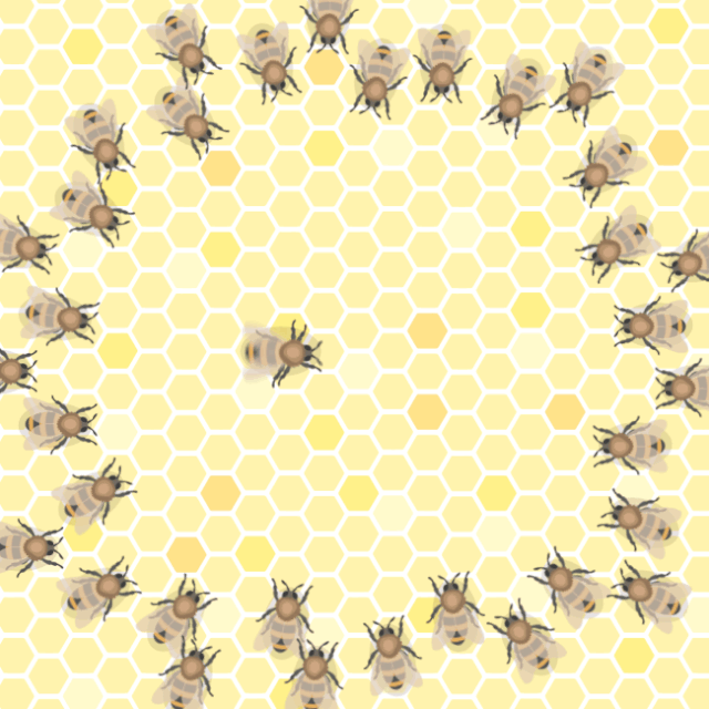 蜜蜂八字舞和圆圈舞图图片