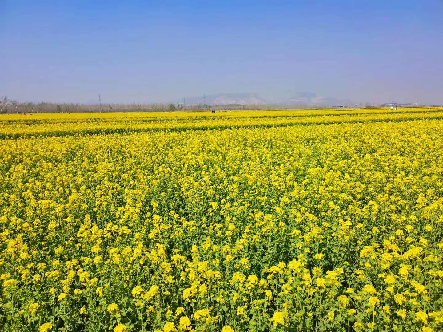 邢台万亩油菜花已盛开