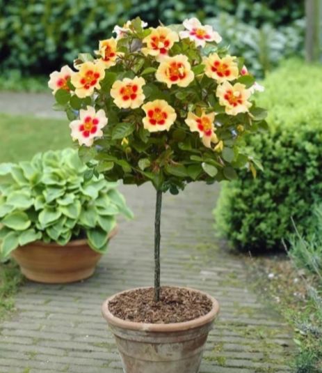 林家讲堂月季品种及品种创新第二期下