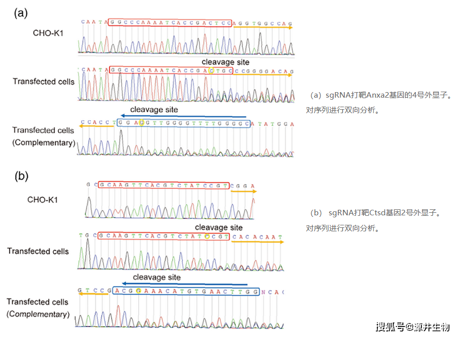 用sds-page和wb分析鉴定cho基因敲除细胞株的蛋白表达.