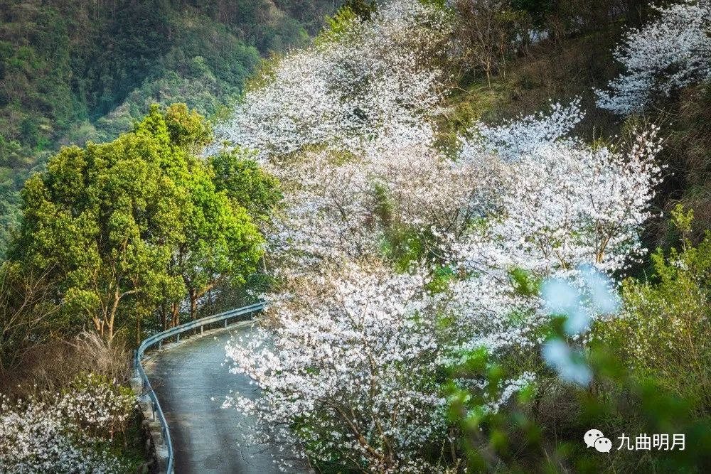 明山樱花谷图片