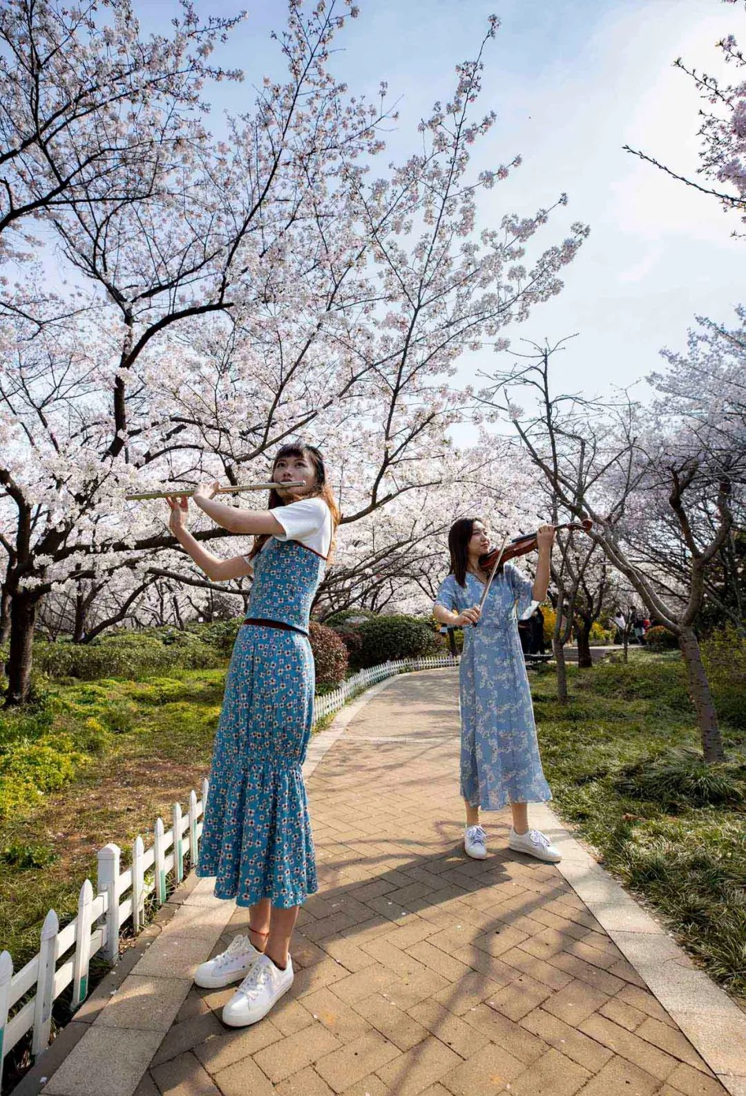 直播徐州春天彭祖園櫻花盛開燦若雲霞滿園繽紛