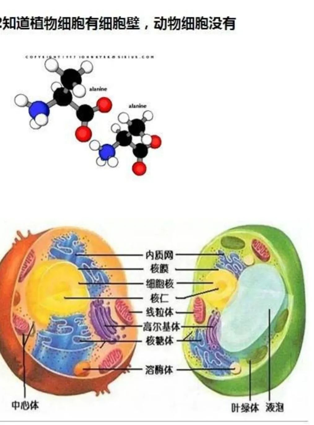 曾經你也是個王者