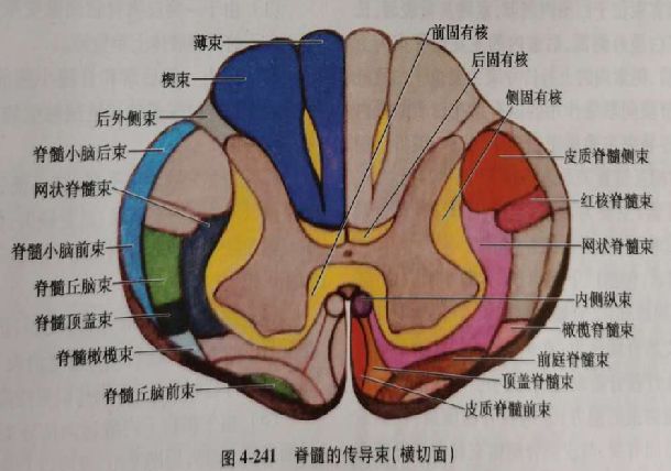 脊髓神经细胞结构图图片