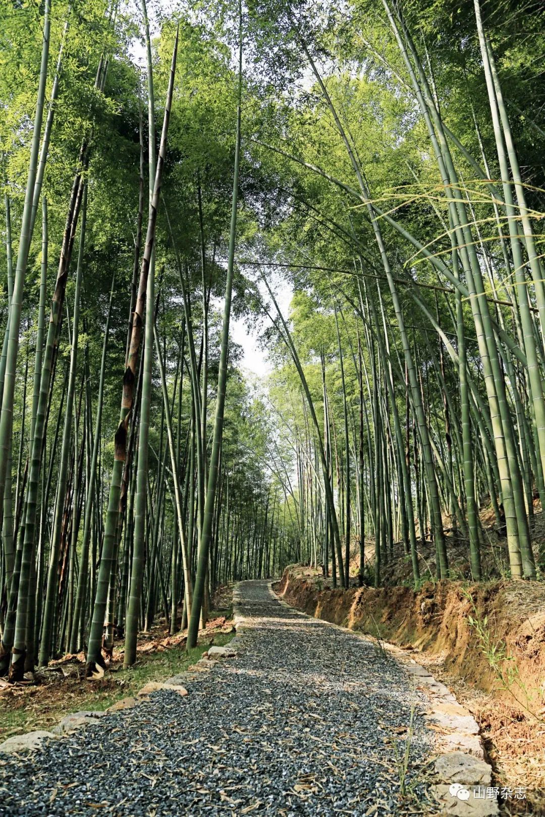 穿越竹林的步道我们凝炼出新自然主义中的一个重要词汇——自然嗓长