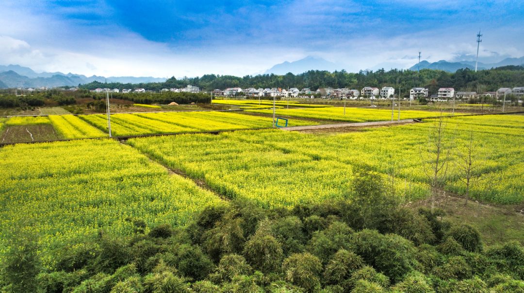 原鄉上營,金色花海里的春天_田野