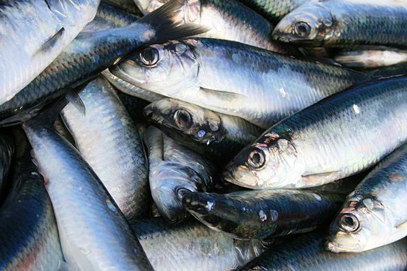 中国人熟知的沙丁鱼就是鲱鱼的一种,瑞典人的鲱鱼罐头也许会是真正