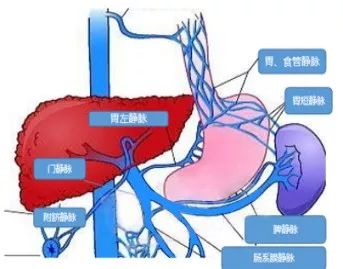 肝臟有一條重要的門靜脈,它收納著來自胃,食道下段和腸道的靜脈血,肝