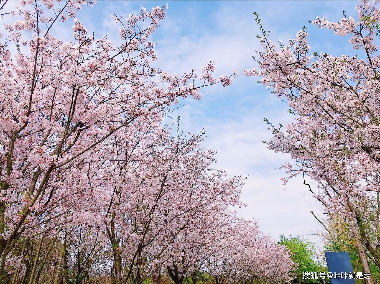 成都樱花观赏地图片