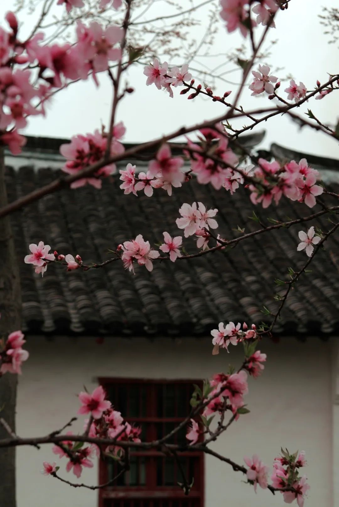 陆巷古村桃花图片