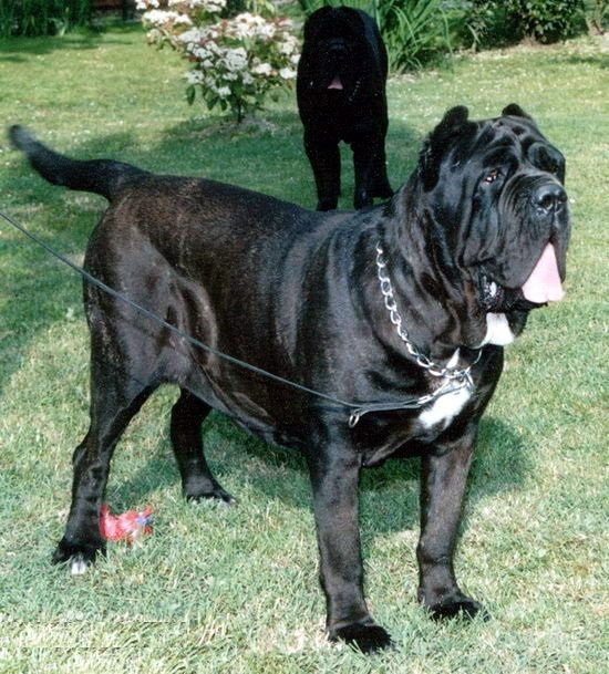 被称拿破仑獒的纽波利顿犬给人一种不寒而栗的感觉